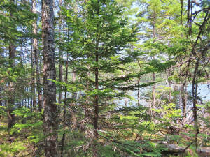Cape Breton - Hureauville - Tolles Fluss-Ufer-Grun - 
