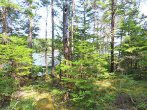 Cape Breton - Hureauville - Tolles Fluss-Ufer-Grun - 