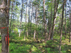 Cape Breton - Hureauville - Tolles Fluss-Ufer-Grun - 
