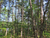 Cape Breton - Hureauville - Tolles Fluss-Ufer-Grun - 