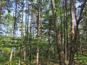 Cape Breton - Hureauville - Tolles Fluss-Ufer-Grun - 
