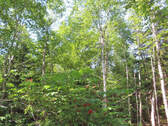 Cape Breton - Hureauville - Tolles Fluss-Ufer-Grun - 