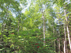 Cape Breton - Hureauville - Tolles Fluss-Ufer-Grun - 