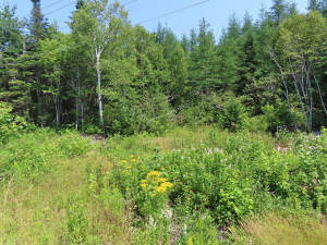 Cape Breton - Hureauville - Tolles Fluss-Ufer-Grun - 