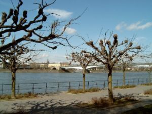 Umgebung - 1 Zimmer 1- Zimmerwohnung zur Miete in Bonn