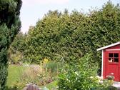 Blick in den Garten - 