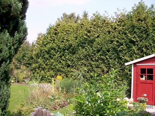 Blick in den Garten - 