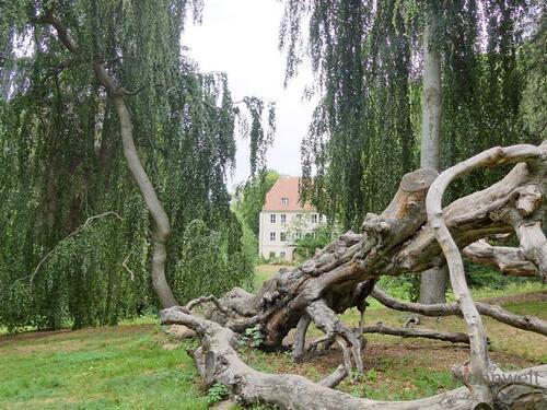 Blick vom Park auf das Schloss - 