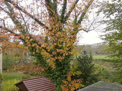Herbstblick zur Elbe (rechts) - 