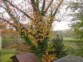 Herbstblick zur Elbe (rechts) - 