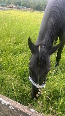 Pferd - 