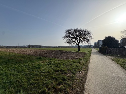 Feldweg und Wiesen - 