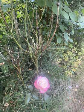 Foto - Haus zum Kaufen in Hamburg 998.000,00 € 165 m²