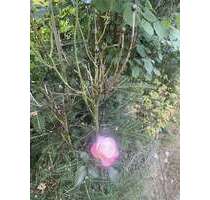 Haus zum Kaufen in Hamburg 998.000,00 € 165 m²