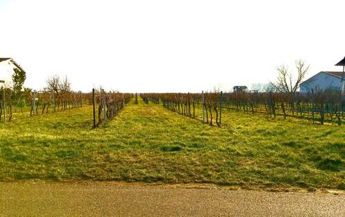 Foto - Grundstück in Kirrweiler (Pfalz) 249.000,00 € 1706 m²