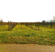 Grundstück in Kirrweiler (Pfalz) 249.000,00 € 1706 m²