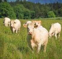 Spezialgewerbe in Detmold 3.000.000,00 €