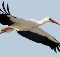 Wohnung zum Mieten in Nordwestuckermark 740,00 € 72.79 m²