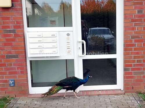 Foto - Wohnung zum Kaufen in Wismar 167.000,00 € 57.27 m²