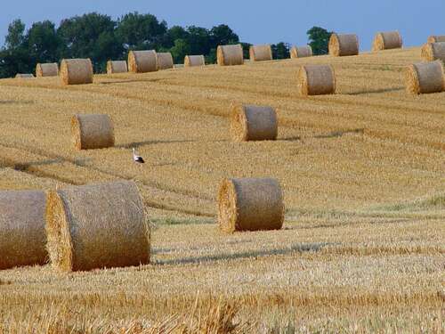 Foto - Grundstück in Lübs 99.000,00 € 138930 m²