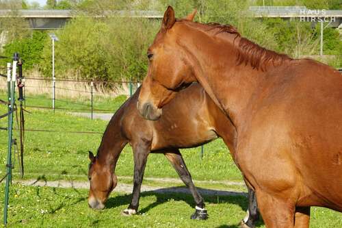 Foto - Haus zum Kaufen in Eppingen 790.000,00 € 135 m²