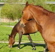 Haus zum Kaufen in Eppingen 790.000,00 € 135 m²