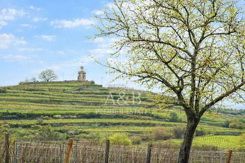 Foto - Grundstück zu verkaufen in Wachenheim an der Weinstraße 339.000,00 € 452 m²