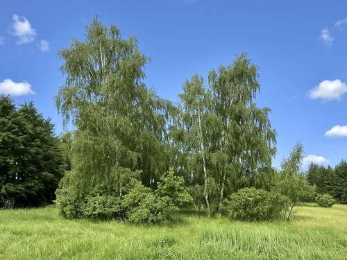 Foto - Grundstück zu verkaufen in Moorenweis 32.220,00 € 3580 m²