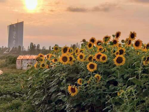 Foto - Wohnung zum Kaufen in Frankfurt am Main 450.000,00 € 80 m²