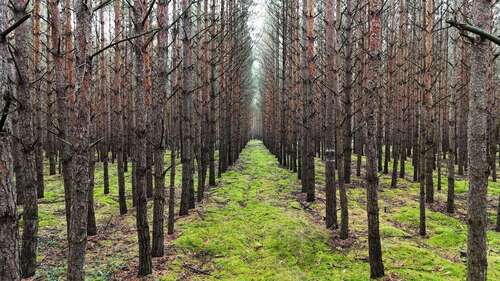 Foto - Grundstück in Bernsdorf 18.278,00 € 6528 m²