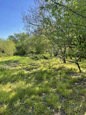 Foto - Grundstück zu verkaufen in Schulzendorf 139.999,00 € 420 m²