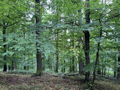 Foto - Grundstück in Penig 244.000,00 € 203232 m²