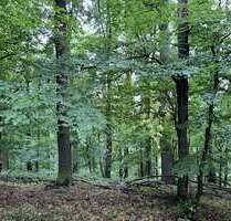 Grundstück in Penig 244.000,00 € 203232 m²