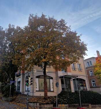 Foto - Wohnung zum Mieten in Dresden 580,00 € 72.07 m²