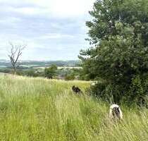 Grundstück zu verkaufen in Kirf 239.800,00 € 1038 m²