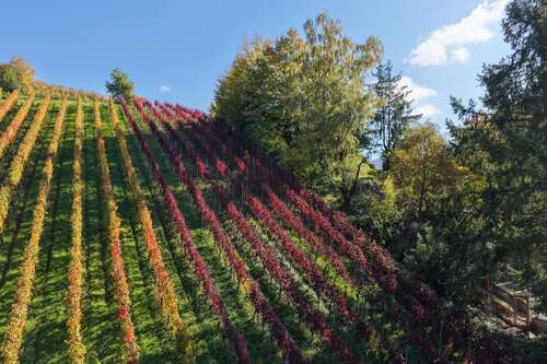 Foto - Grundstück in Waldkirch Buchholz 7.950,00 € 812 m²
