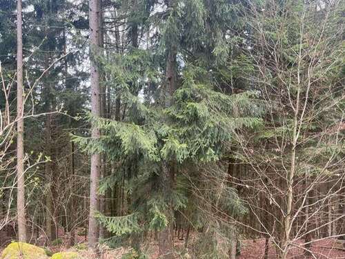 Foto - Grundstück in loderhart 96.000,00 € 21763 m²