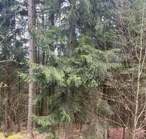 Grundstück in loderhart 96.000,00 € 21763 m²
