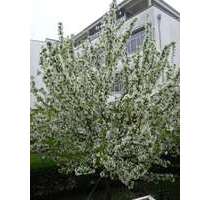 Wohnung zum Kaufen in Riedstadt 318.900,00 € 103 m²