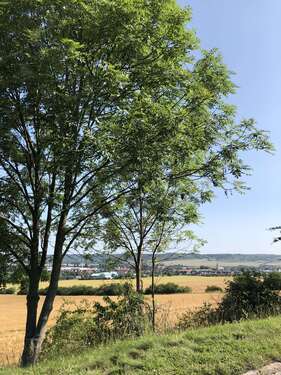 Foto - Wohnung zum Mieten in Laucha 216,00 € 48 m²