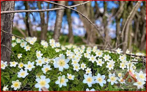 Foto - Grundstück zu verkaufen in Medebach Oberschledorn 115.000,00 € 3320 m²