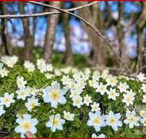 Grundstück zu verkaufen in Medebach Oberschledorn 115.000,00 € 3320 m² - Medebach / Oberschledorn