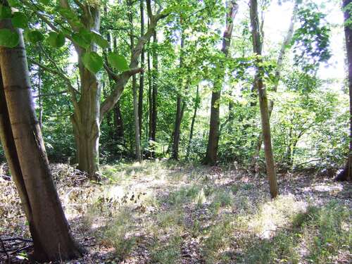 Foto - Haus zum Kaufen in Ludwigsfelde 498.500,00 € 500 m²