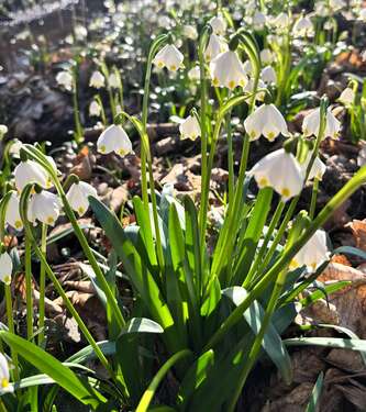 Foto - Wohnung zum Mieten in Zeitz 310,00 € 61 m²