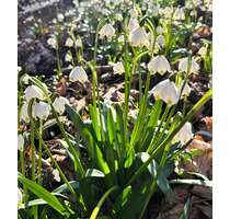 Wohnung zum Mieten in Zeitz 310,00 € 61 m²