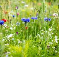 Grundstück zu verkaufen in Maisach 369.000,00 € 295 m²