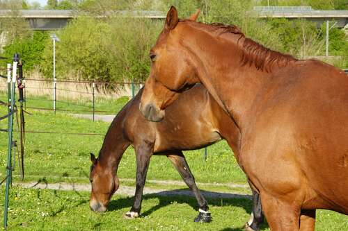 Foto - Haus zum Kaufen in Eppingen 790.000,00 € 135 m²