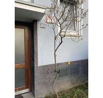 Wohnung zum Mieten in Köln 500,00 € 18 m²