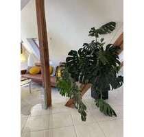 Wohnung zum Mieten in Bad Liebenzell 795,00 € 74.97 m²