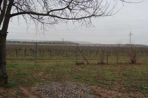 Foto - Haus zum Kaufen in Gensingen 250.000,00 € 75 m²